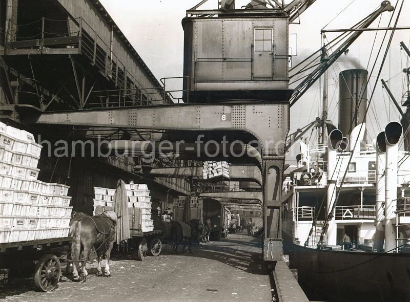 Fruchtschuppen C - Ladung l�schen eines Frachtdampfers - Pferdefuhrwerke, Hafenkrane.  465_061_29 Eine Hieve mit Fruchtkisten wird gerade mit einem Kran aus dem Frachtschiff entladen und schwebt �ber den wartenden Pferdefuhrwerken, die schon mit Kisten beladen sind. Im Hintergrund stehen Lastwagen vor dem Fruchtschuppen C des Magdeburger Hafens.