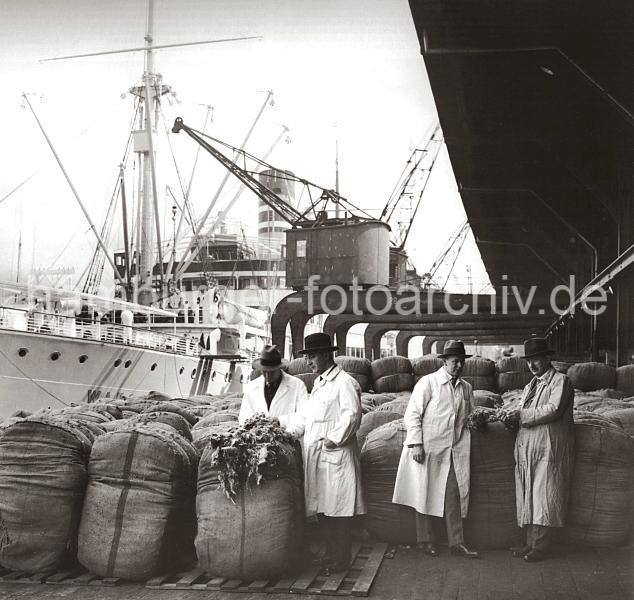 Hafengeschichte - historisches Bildmaterila aus dem Archiv  der Hamburger Hafen und Logistik AG (HHLA) - Qualittskontrolle von Baumwolle am Hafenkai - Prfung der angelandeten Ware; ca. 1934.  673_061_36 Qualittskontrolleure, sogenannte Kper, nehmen Proben von der eingetroffenen Baumwollladung. Als Qualittsprfung werden diese Proben mit den Mustern verglichen, nach denen der Importeur die Ware bestellt hat.