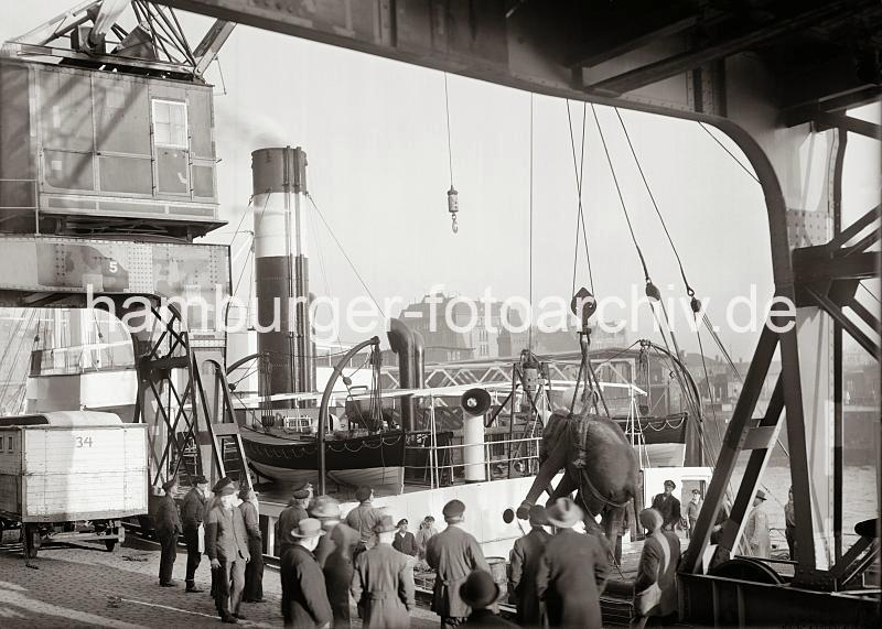 Hamburger-Hafenarchiv mit Fotos der HHLA / Fotoarchiv Christoph Bellin. Ausladen eines Zirkuselefanten im Magdeburger Hafen; ca. 1935. 02254_580 Ein Zirkus kommt per Frachtschiff nach Hamburg - im Magedeburger Hafen wird ein Zirkuselefant mit einem der Halbportalkrne aus dem Laderaum gehievt. Das groe Tier hngt in den Seilen am Kranhaken und schwebt ber der Ladeluke - Kaiarbeiter mit ihren Dienstmtzen sehen dem Geschehen zu.