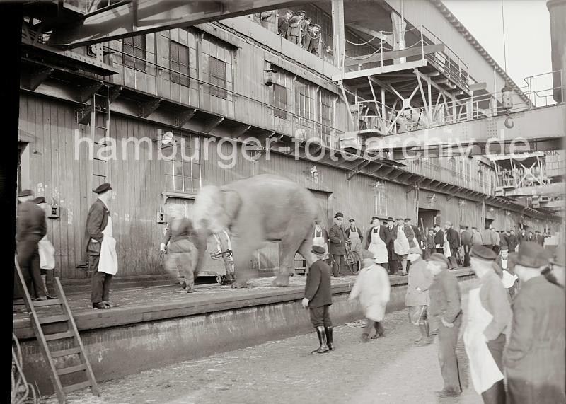Zirkuselefant auf der Laderampe vor dem Fruchtschuppen C; Magdeburger Hafen ca. 1935. 02256_580a Der Elefant ist mit dem Kran an Land gebracht und auf der Laderampe des Fruchtschuppens C am Magdeburger Hafen abgesetzt worden. Das Tier wird von seinem Wrter von der Rampe gef